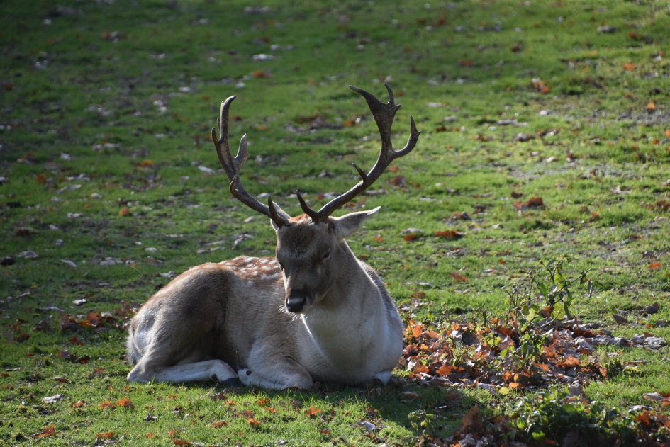 Damhert - Zoogdieren - 