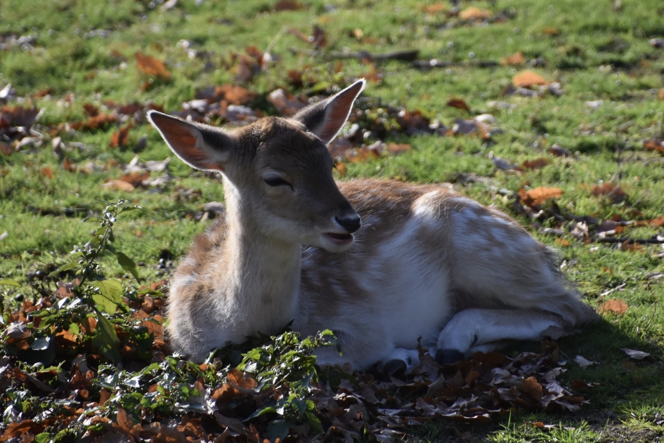 Damhert - Zoogdieren - 