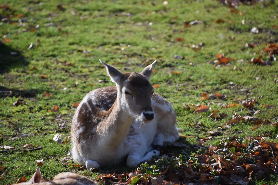 Damhertje - Zoogdieren - 