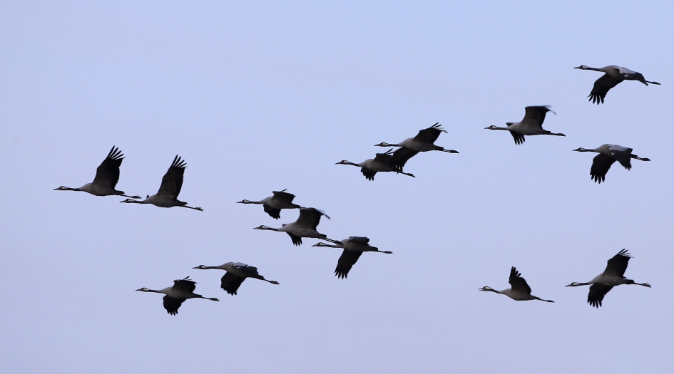 De Grote Trek ... - Vogels - Kraanvogel