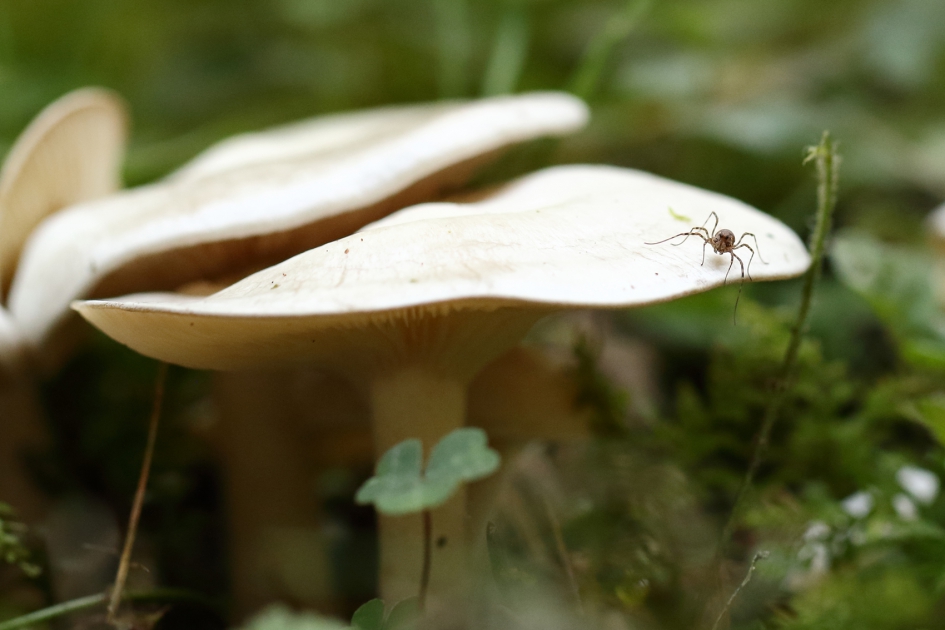 de kantjes eraf lopen - Geleedpotigen - 