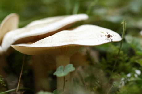 de kantjes eraf lopen