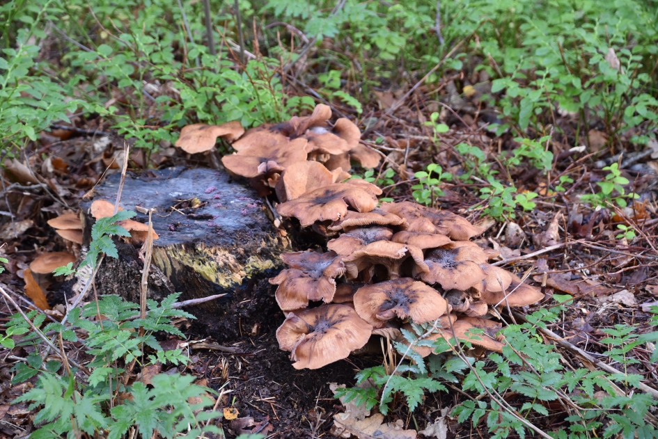 De laatste paddenstoelen - Schimmels - 