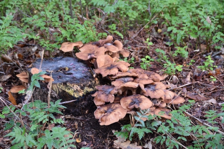 De laatste paddenstoelen