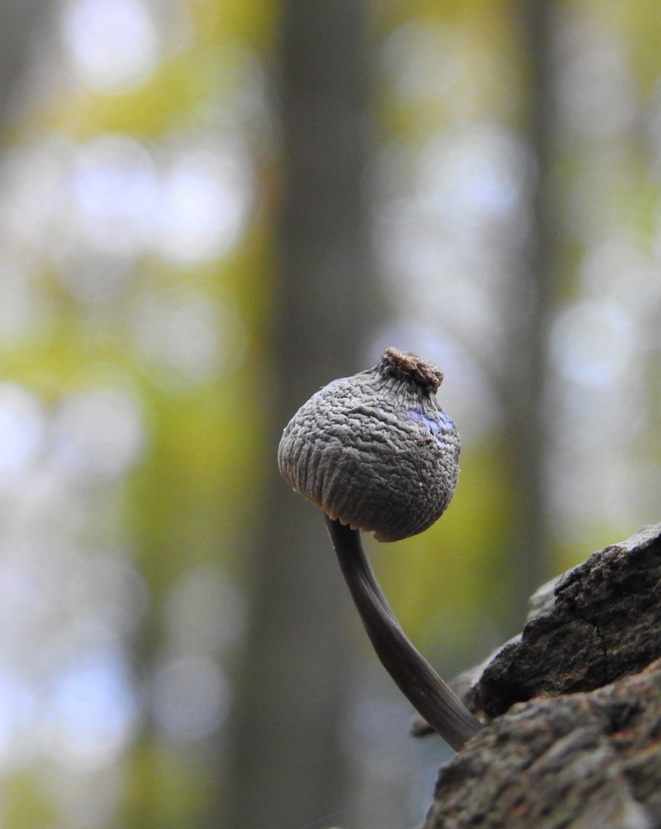 De oude wijze - Schimmels - Streepsteelmycena (met dank aan Euroblinkie)