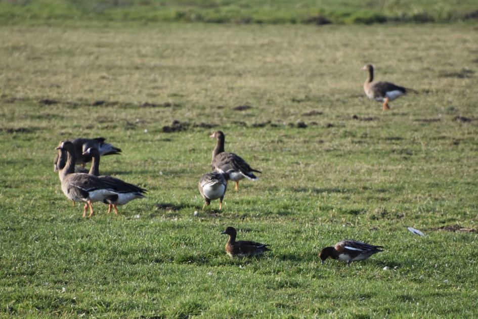 De smienten zijn er weer - Vogels - 
