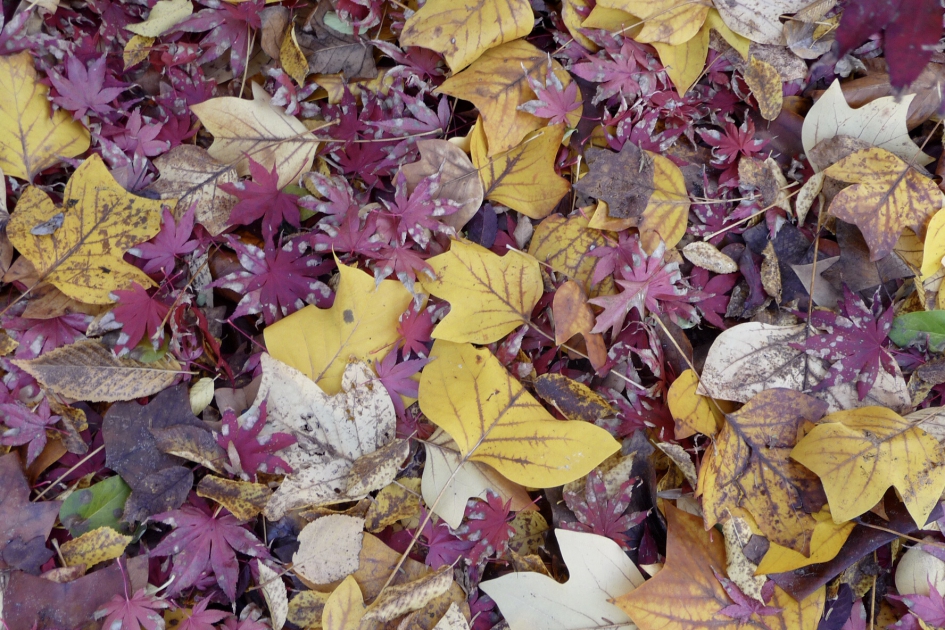 De straat.... - Planten - 