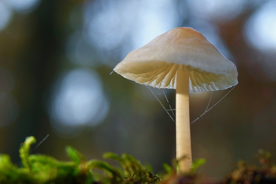 Delicaat - Schimmels - 