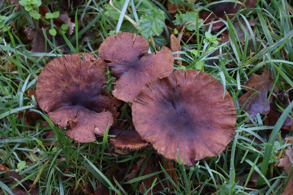 Dichtbij, maar te laat... - Schimmels - 