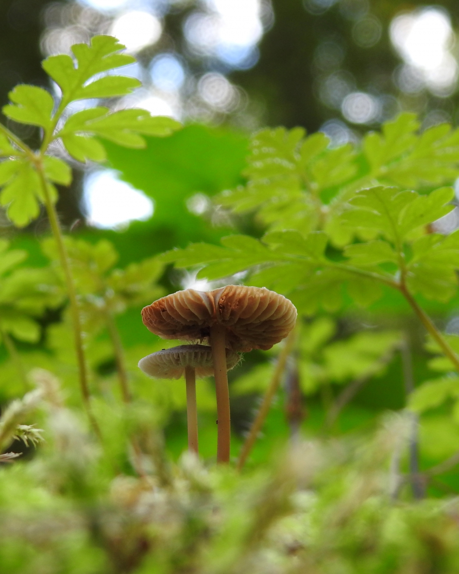 Diep verstopt in het mos - Schimmels - 