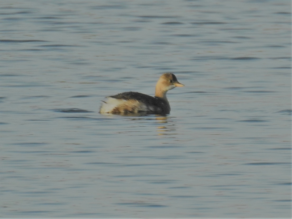 Dodaarsje - Vogels - Dodaars