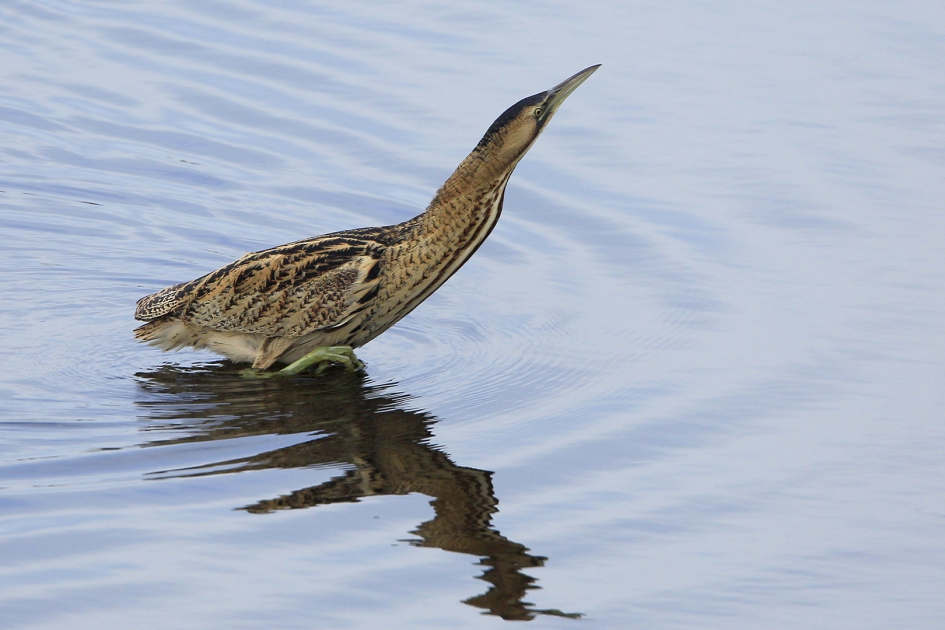 Dommel ... - Vogels - Roerdomp