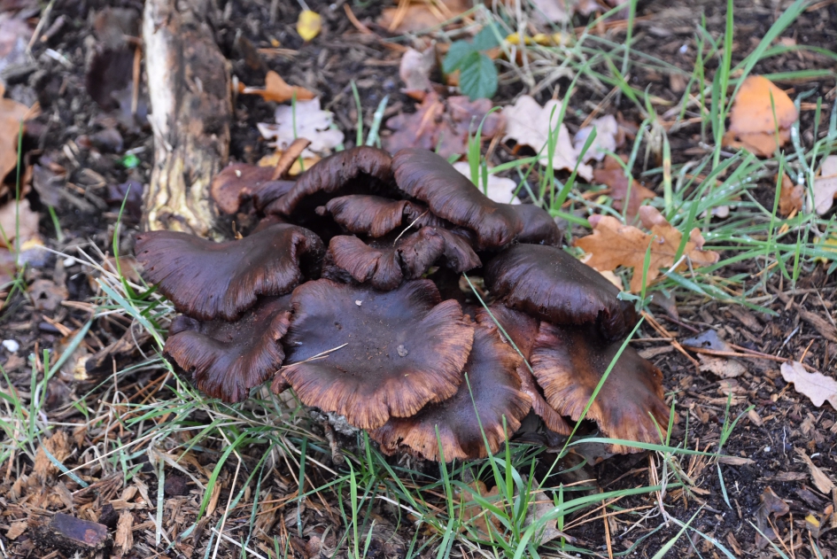 Donker gekleurd na de regen - Schimmels - 