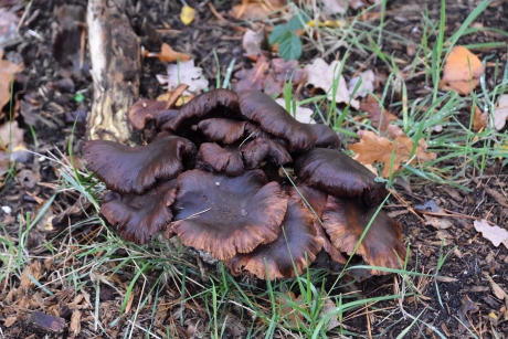 Donker gekleurd na de regen