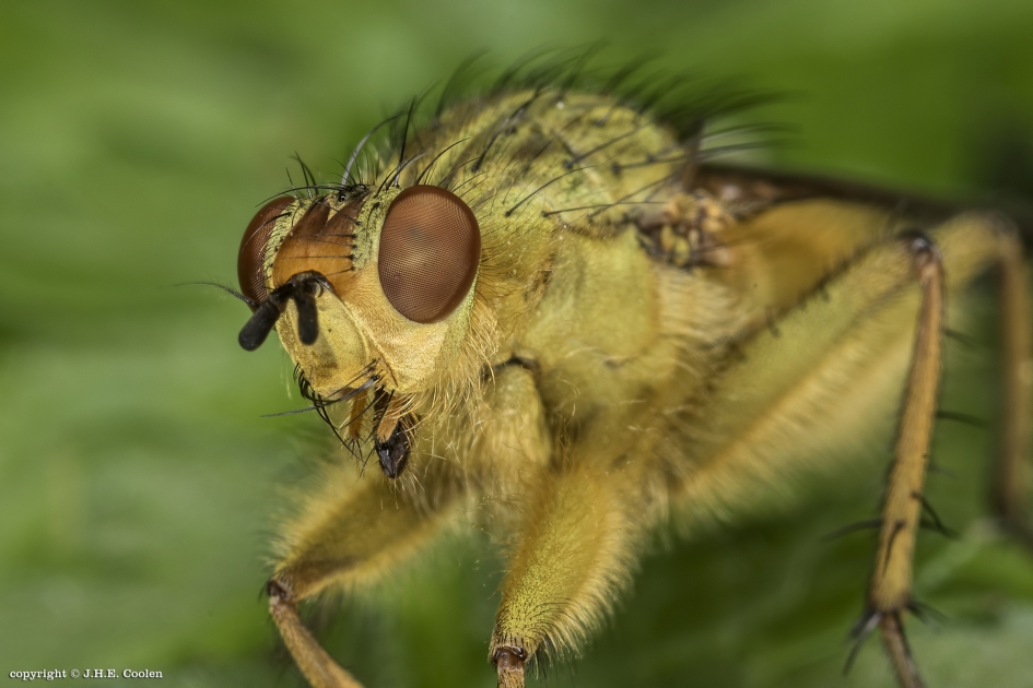 Drekvlieg - Geleedpotigen - Strontvlieg