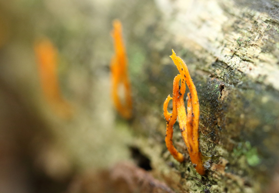 drie op een rij - Schimmels - 