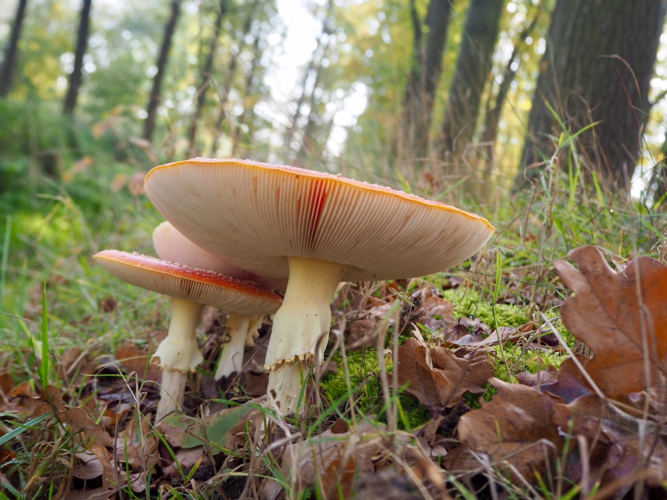 Drietal - Schimmels - Vliegenzwam