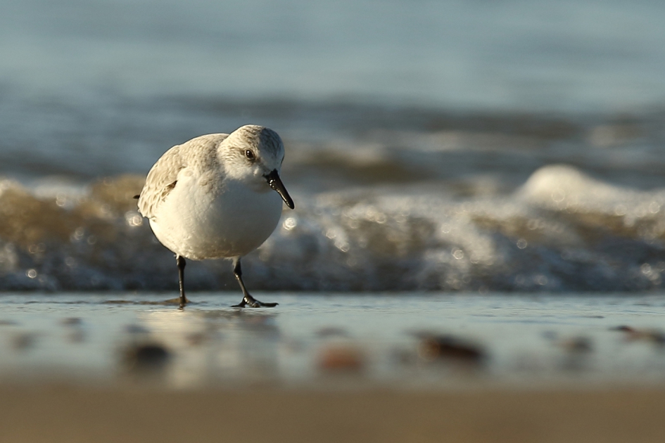 drieteenstrandloper - Vogels - drieteenstrandloper