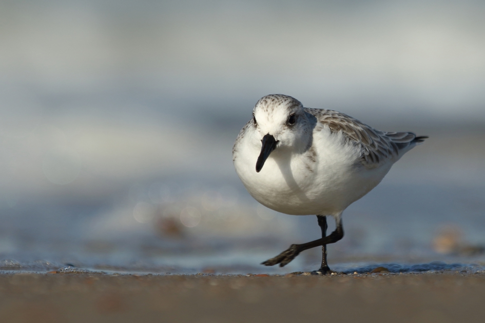 drieteenstrandloper aan de wandel - Vogels - drieteenstrandloper