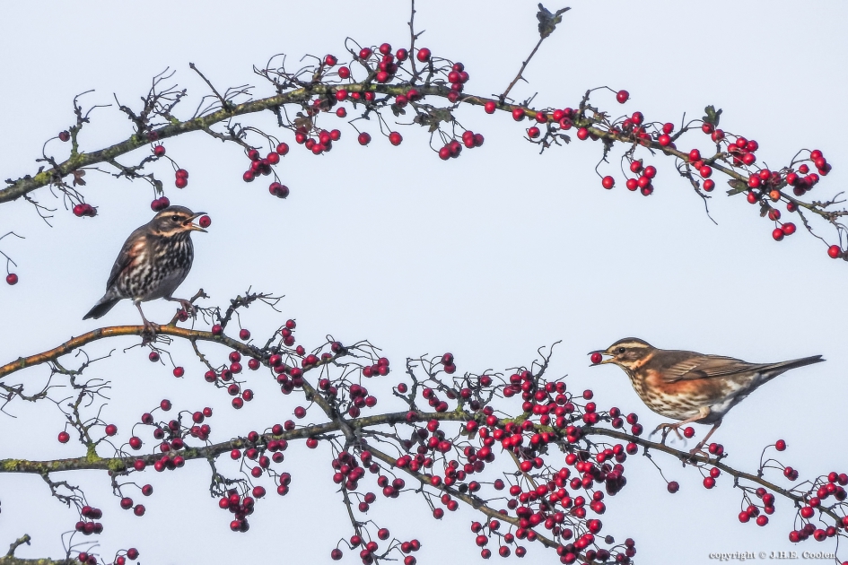 Dubbel lekker - Vogels - Koperwiek