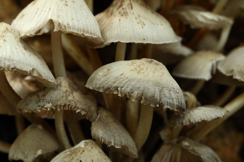 een kilo champignons - Schimmels - 