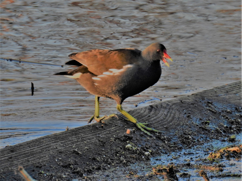 Een waterhoen heeft grote poten - Vogels - Waterhoen