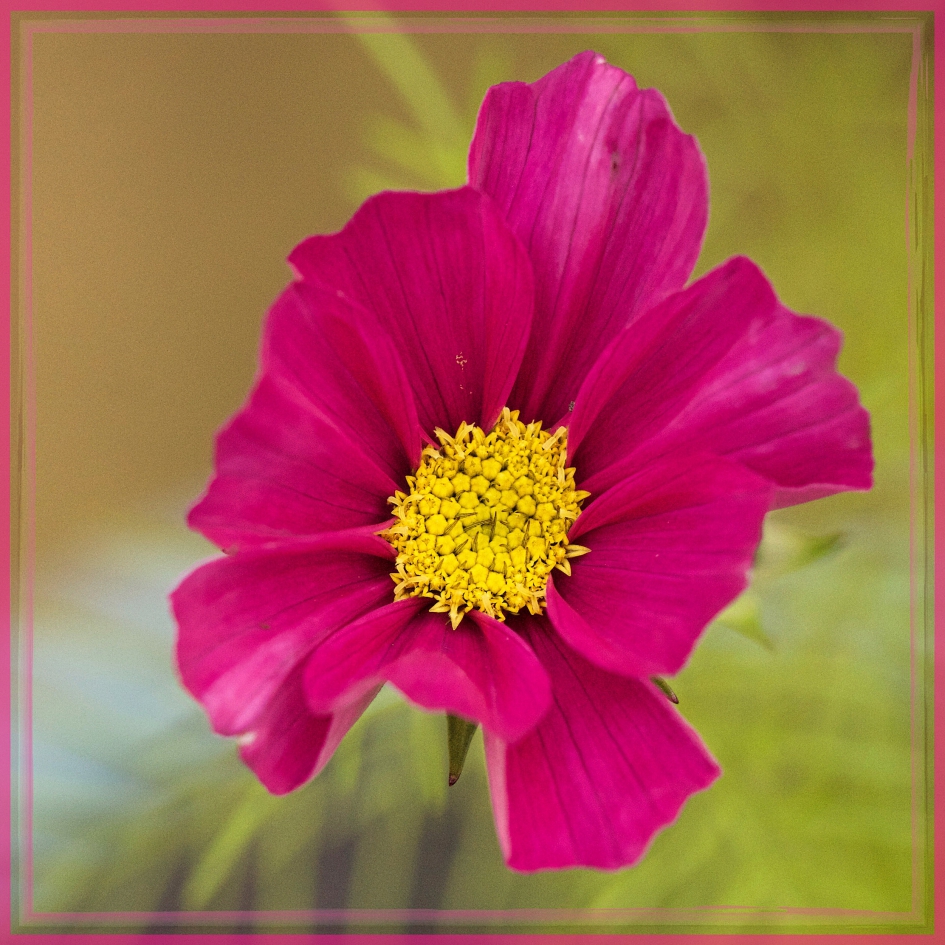 Eind november... - Planten - 