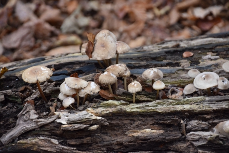 Enkele paddenstoeltjes...