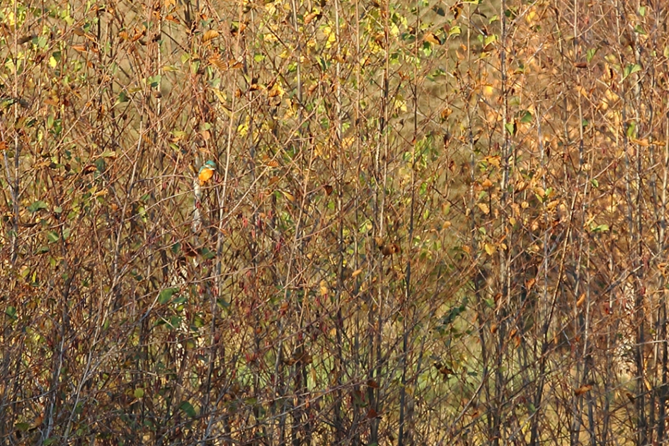 ergens in de verte...............zit een ijsvogel - Vogels - 
