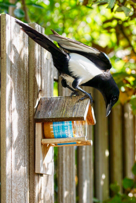 Even de nieuwe vogelpindakaas testen!