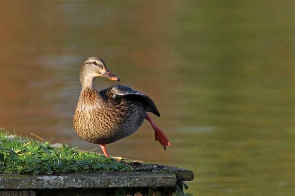 Even stretchen - Vogels - Wilde eend (vr)