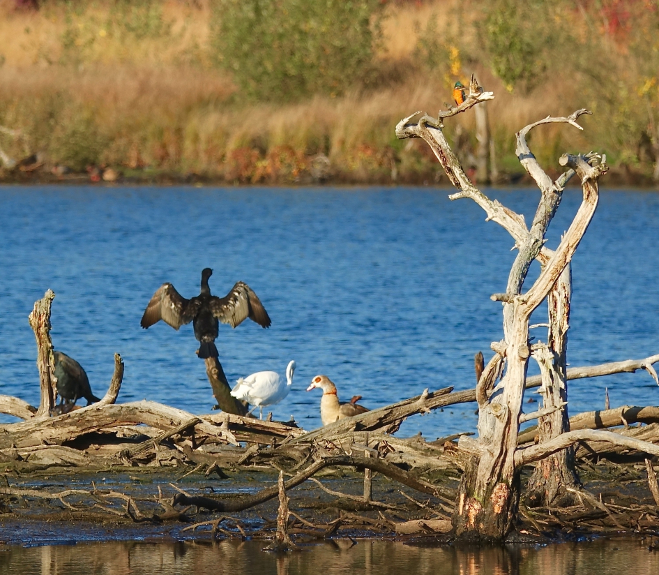 Exotisch - Vogels - IJsvogel