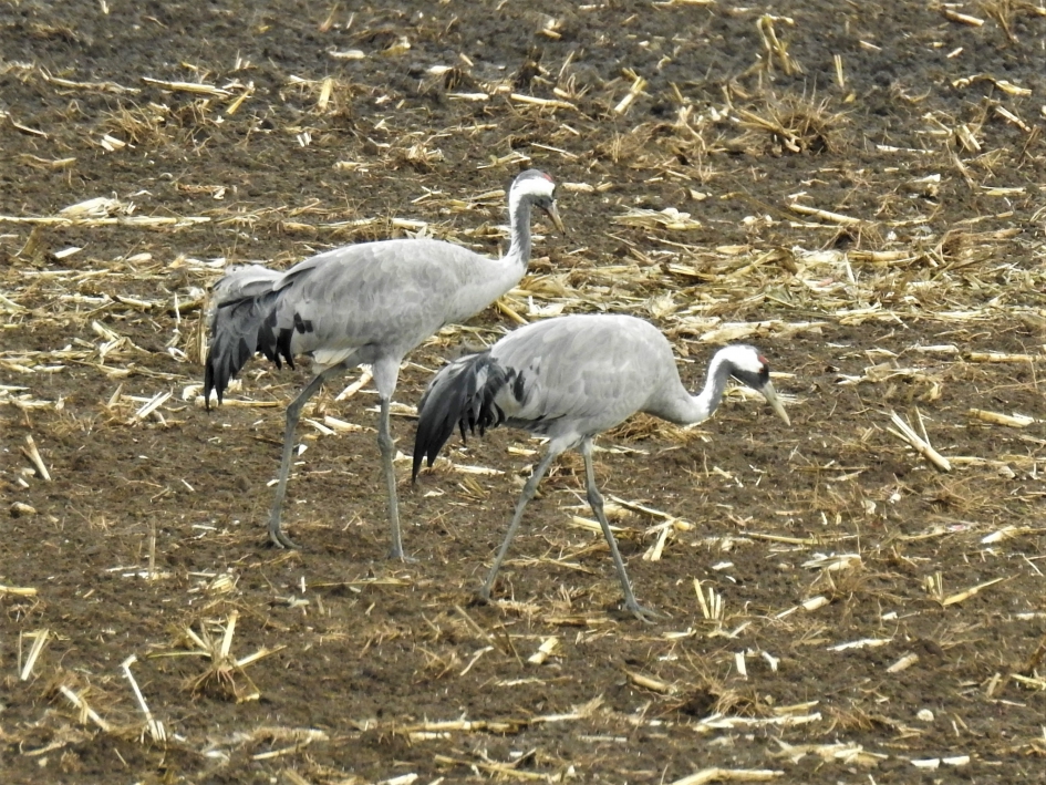 Foeragerende kraanvogels - Vogels - Kraanvogel