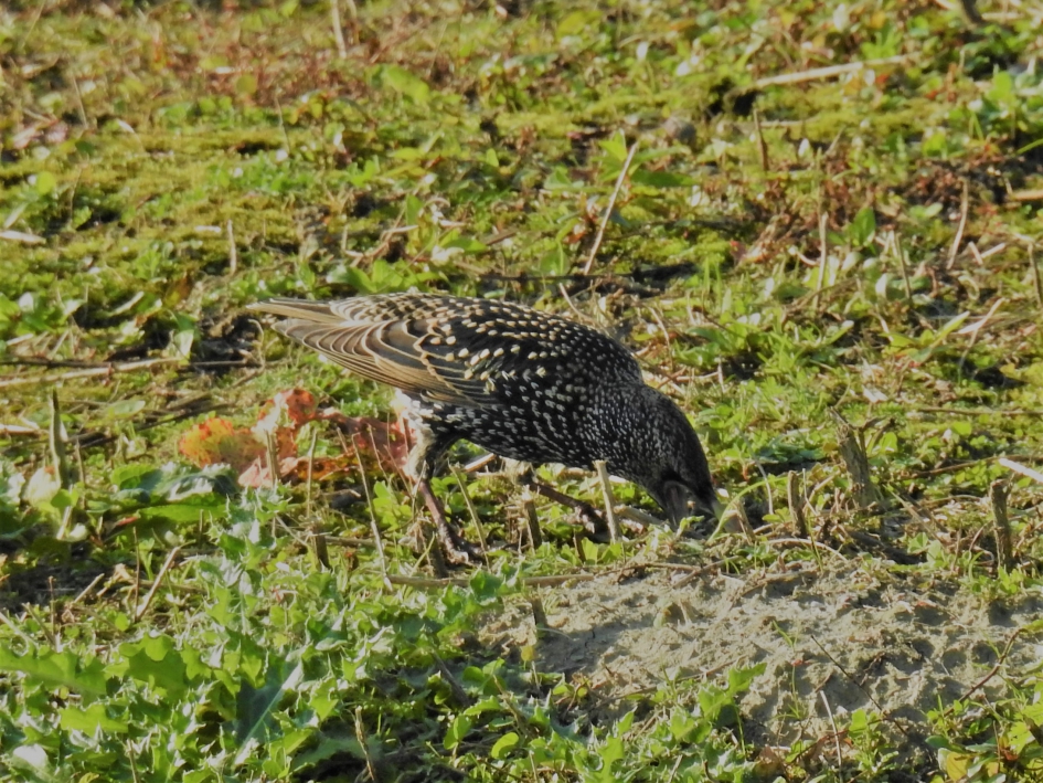 Foeragerende spreeuw - Vogels - Spreeuw