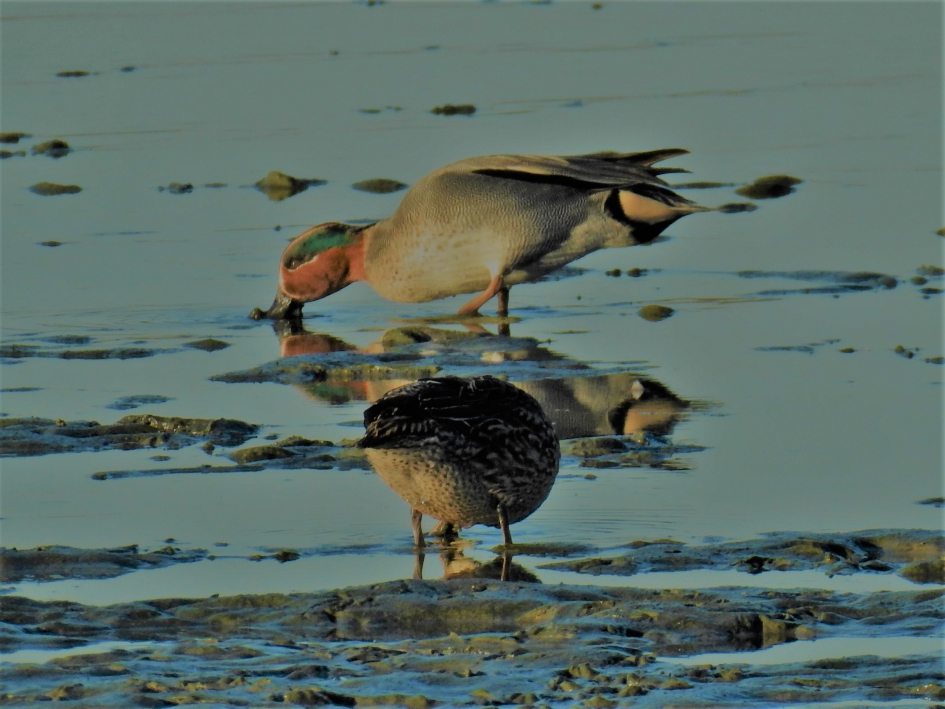 Foeragerende wintertalingen - Vogels - Wintertaling