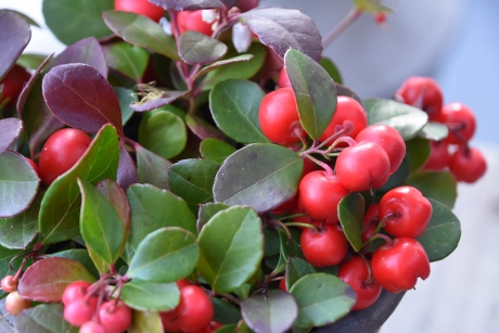 Gaultheria