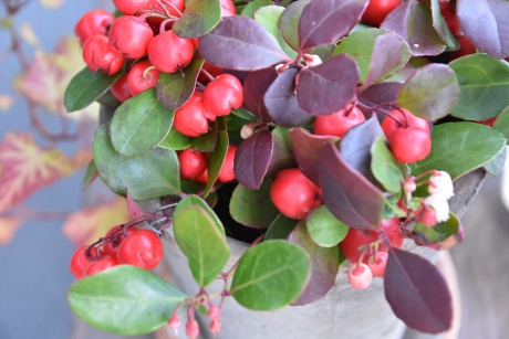 Gaultheria