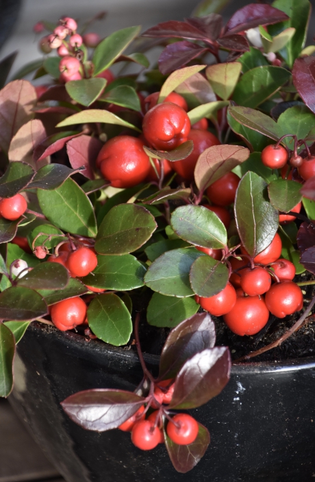 Gaultheria