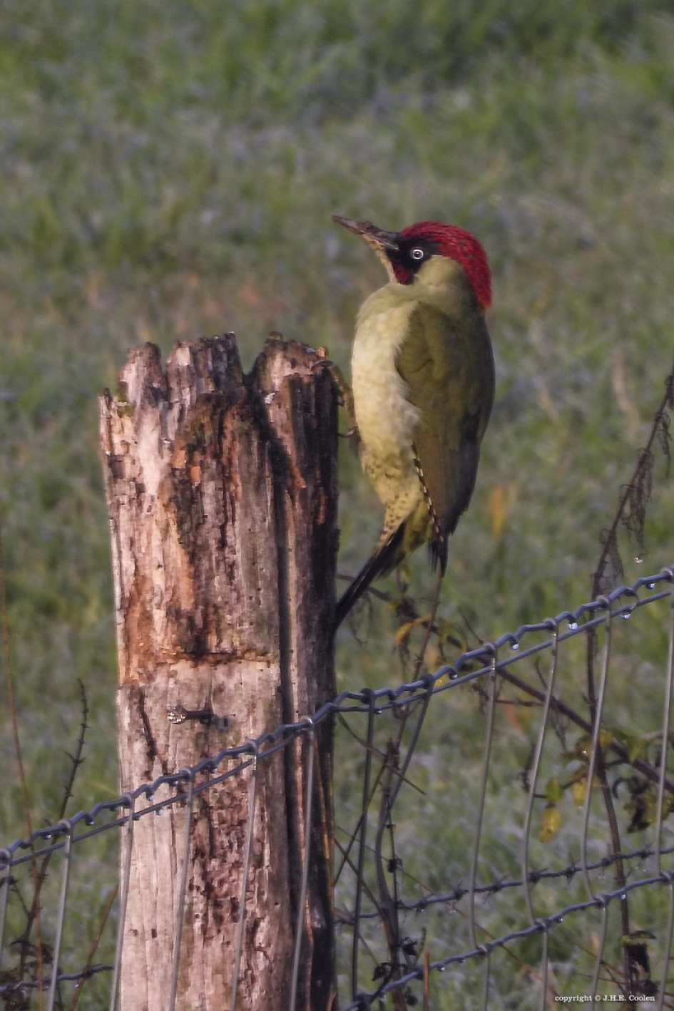 Geen paalzitter maar een hanger - Vogels - Groene specht