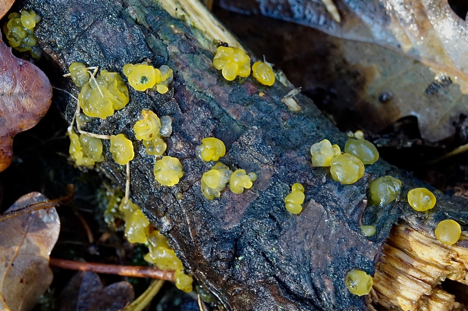 Gele dropjes - Schimmels - Gele Trilzwam