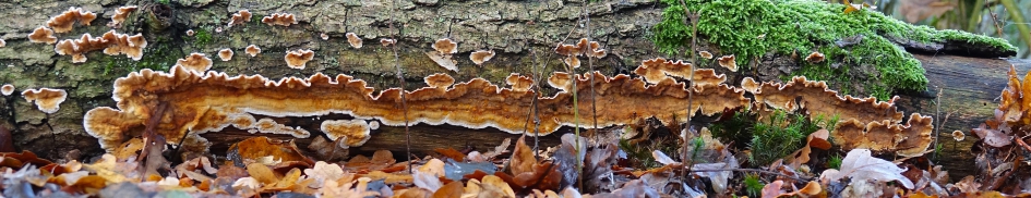 Gele Korstzwam - Schimmels - 