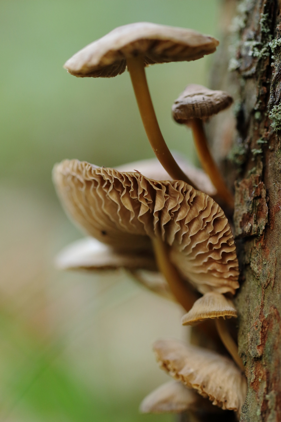 geplooid - Schimmels - 