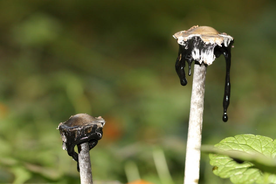 geschubde inktzwam - Schimmels - geschubde inktzwam