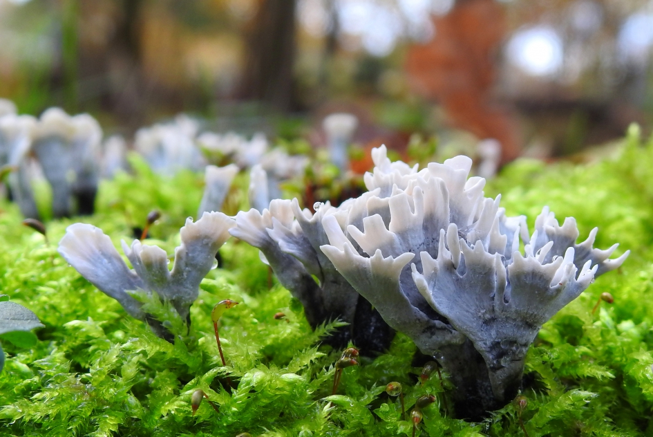Geweien in het mos - Schimmels - Geweizwam