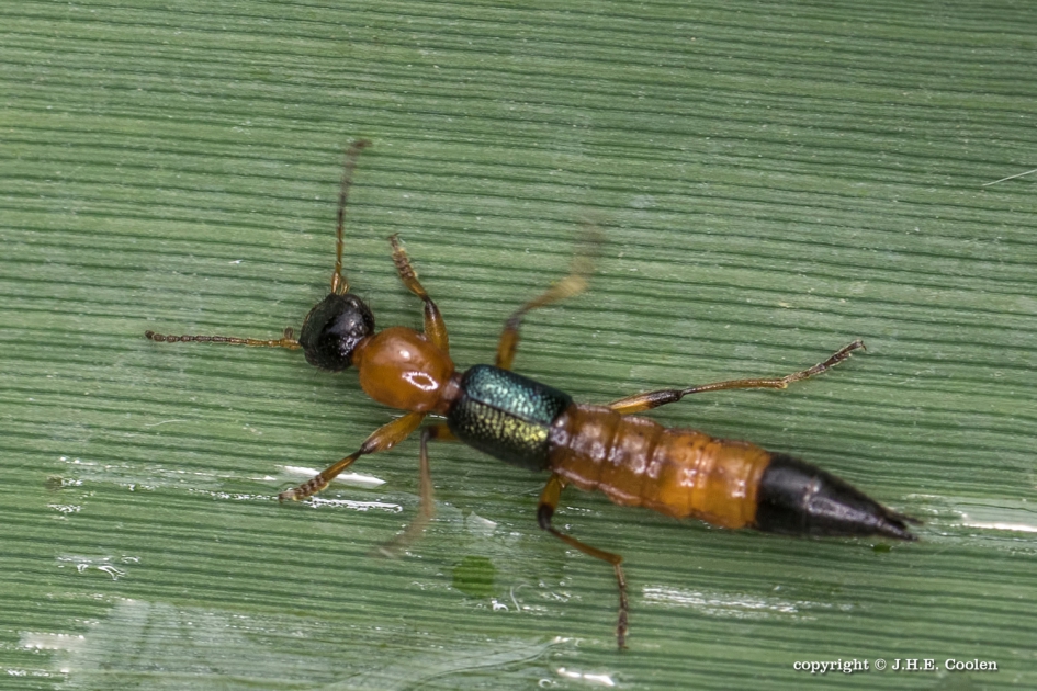 Gewone oeverkortschildkever - Geleedpotigen - Gewone oeverkortschildkever