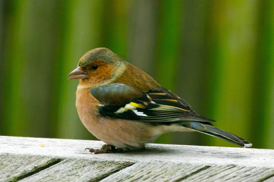 Gewoon een mooi vinkje.... - Vogels - 