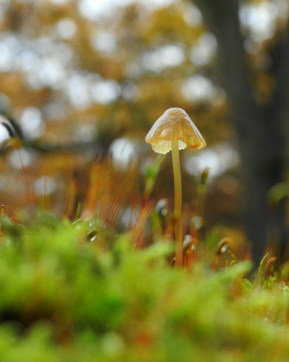 Glazig - Schimmels - 