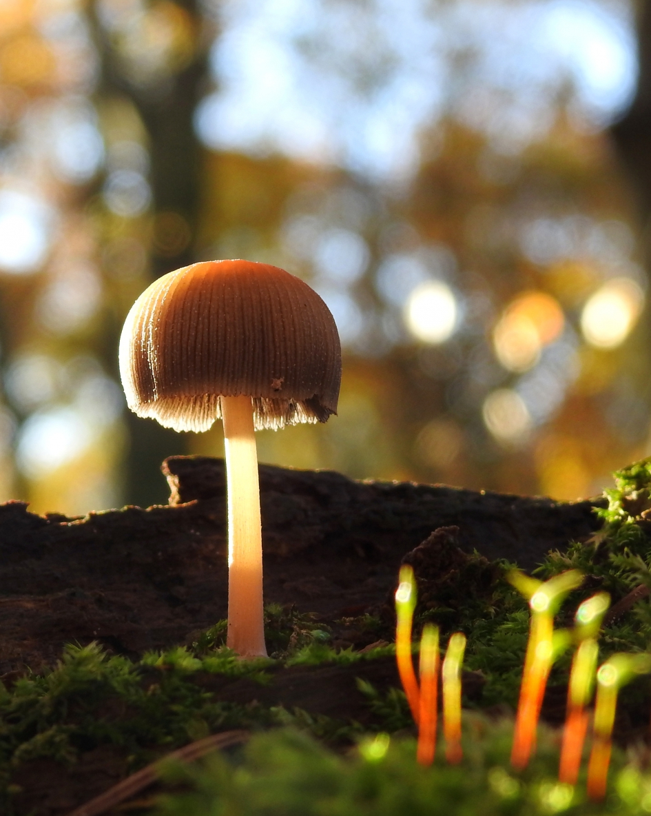 Glimmerzwammetje verlicht - Schimmels - Gewone glimmerinktzwam