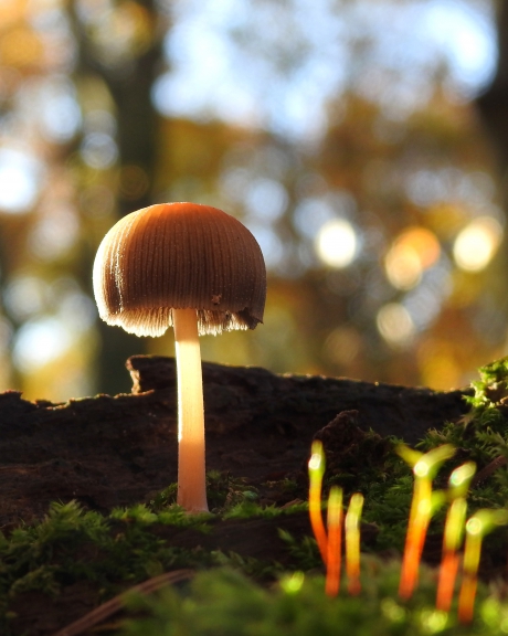 Glimmerzwammetje verlicht