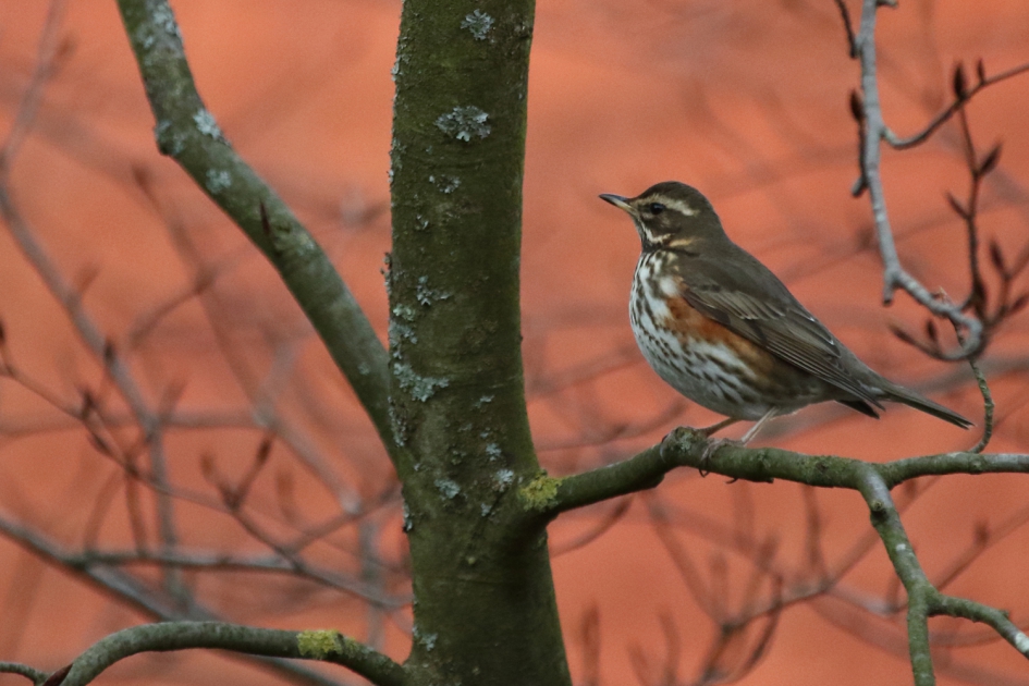 Gluren bij de buren - Vogels - koperwiek